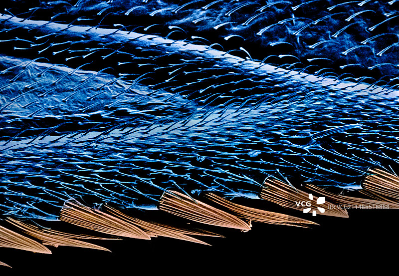 蝇翅边缘的伪彩色扫描电镜图图片素材