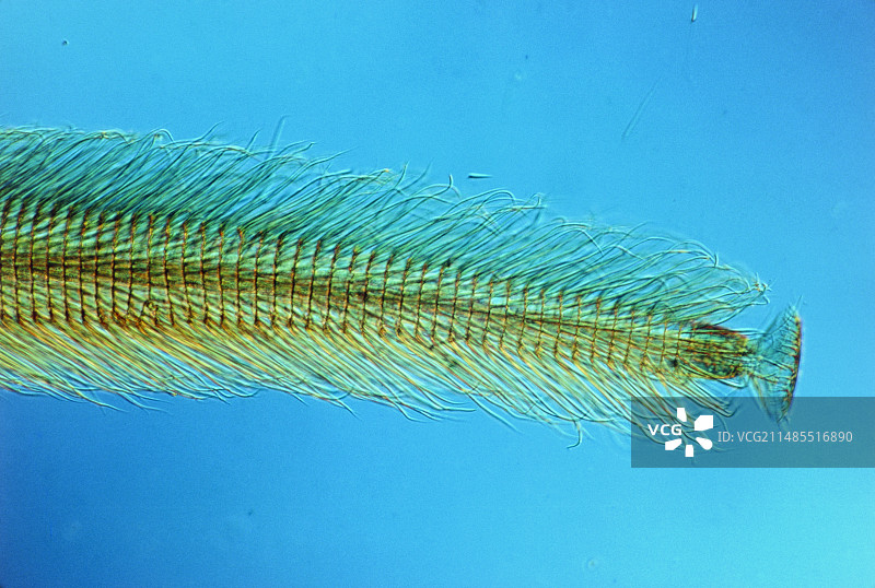 蜜蜂舌头的光学显微照片图片素材