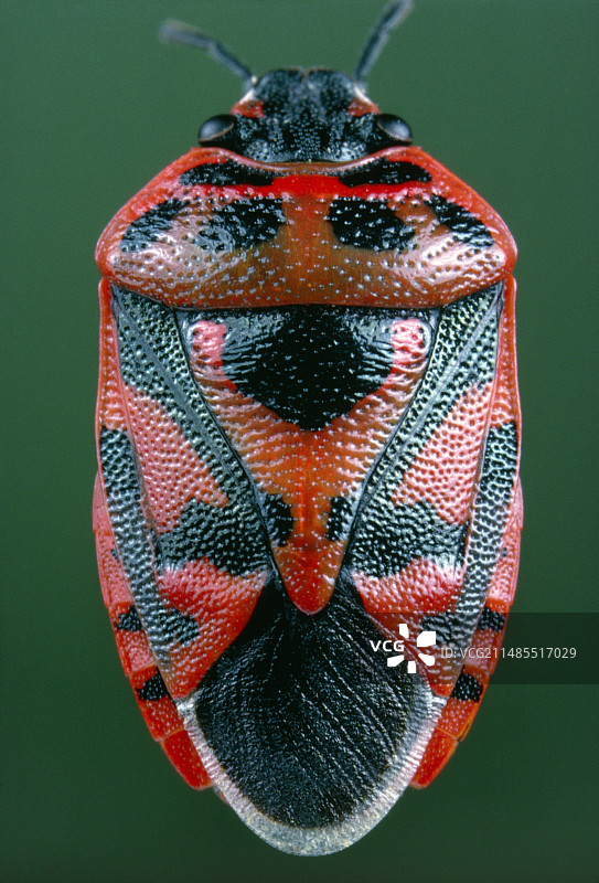 具有警戒色的彩纹土蝽图片素材