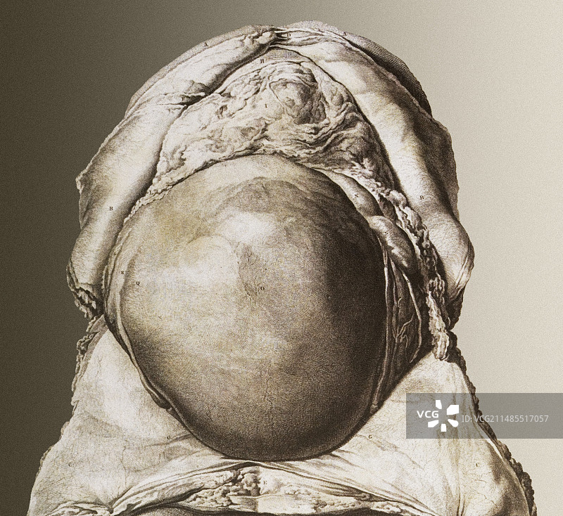 怀孕女性的子宫图片素材