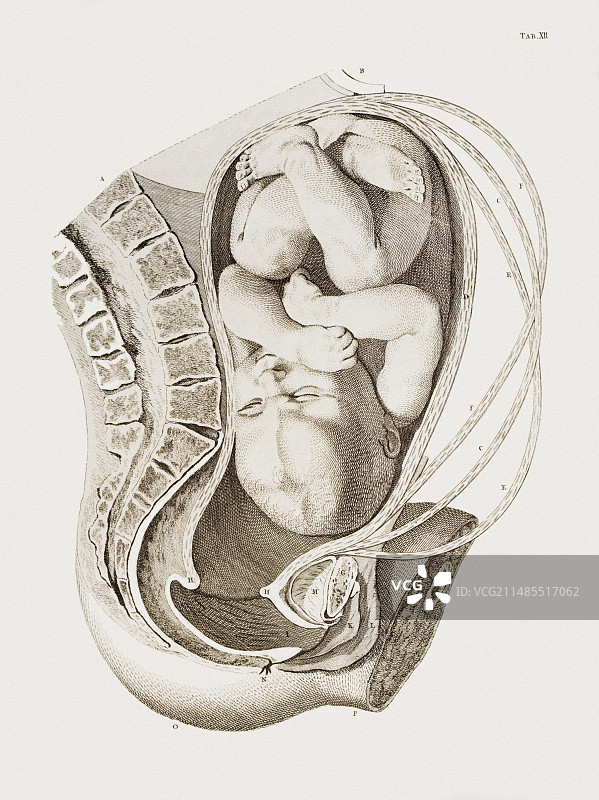 分娩期间子宫内的胎儿图片素材