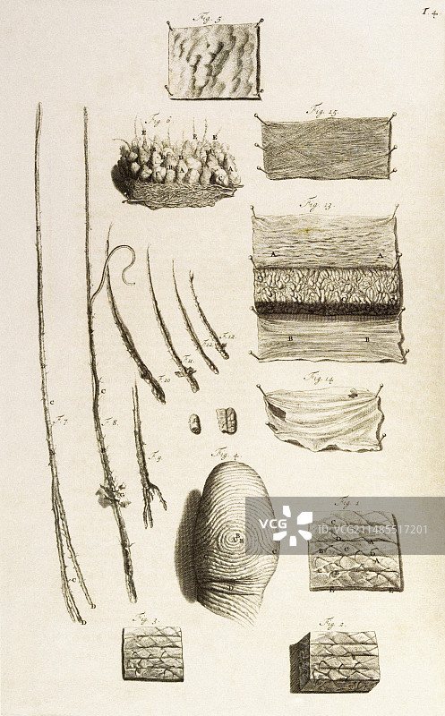 皮肤和毛囊图片素材