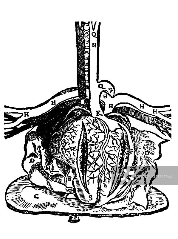 1537年德莱安德人体心脏和血管图图片素材