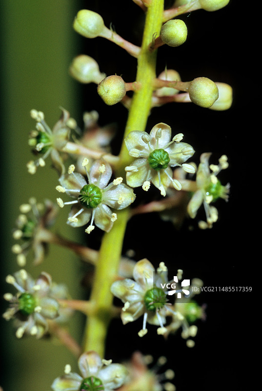 美洲商陆图片素材
