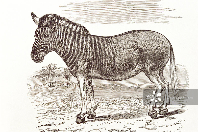 已灭绝的斑驴艺术作品图片素材
