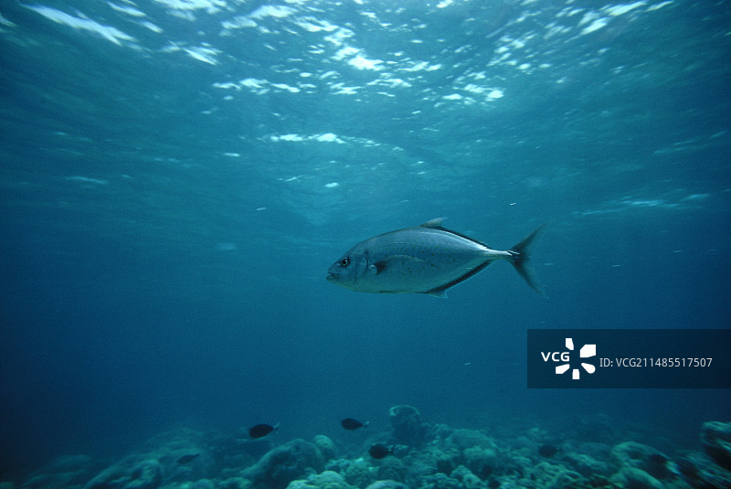 红海鲹科鱼类图片素材