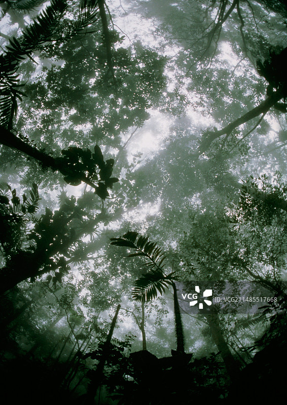 委内瑞拉薄雾笼罩的早晨热带雨林树冠图片素材