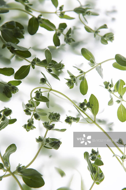 百里香图片素材