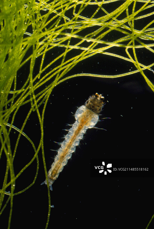 斯氏按蚊幼虫和杂草图片素材