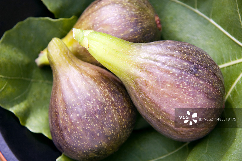 棕色土耳其无花果图片素材