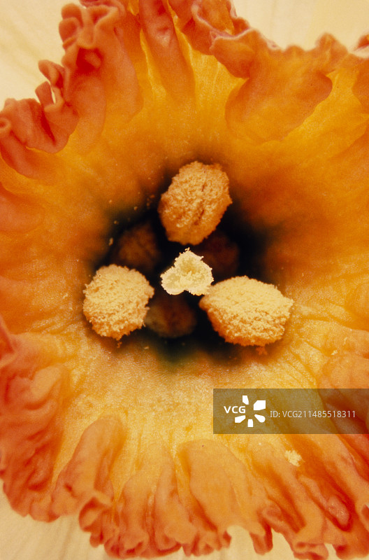 水仙柱头和花药图片素材