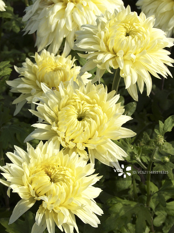 菊花(Chrysanthemum 'Bruera')图片素材