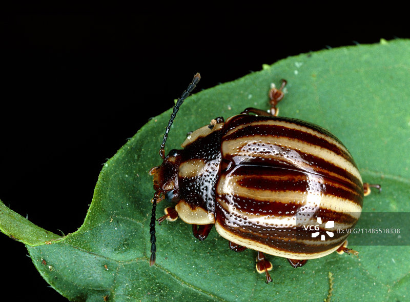 来自厄瓜多尔的叶甲虫图片素材