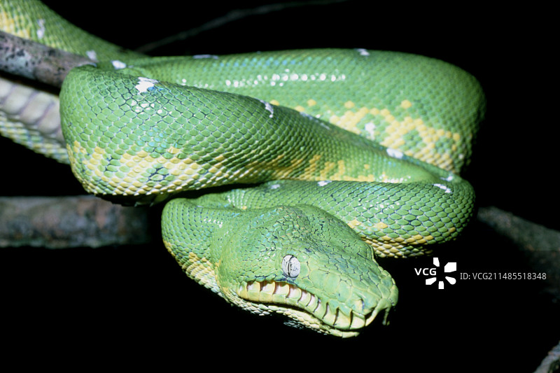 翠绿树蟒图片素材