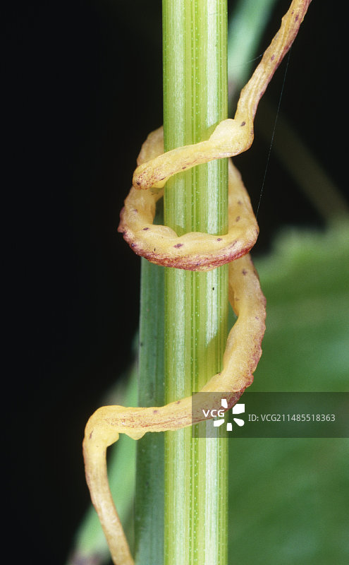 菟丝子缠绕在宿主茎上图片素材