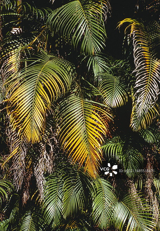 散尾葵图片素材