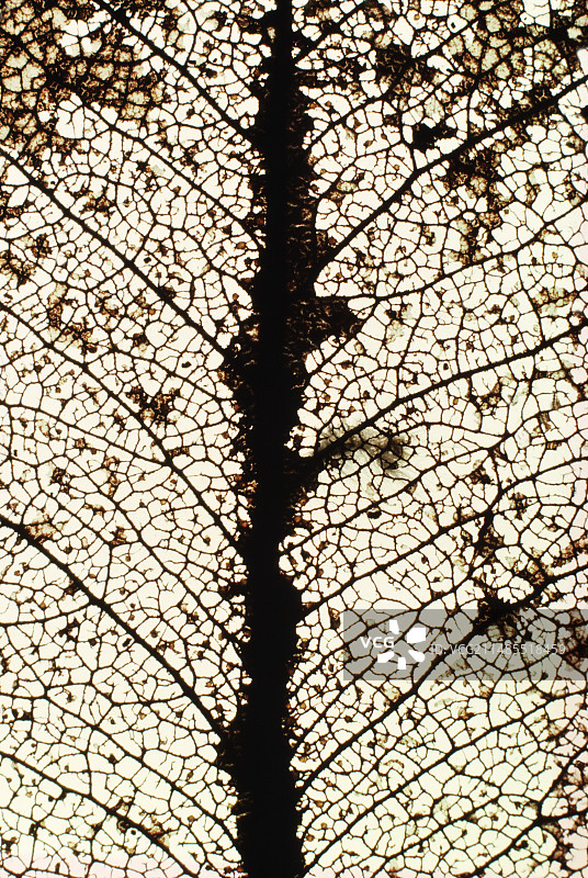 骨骼化的桉树叶图片素材