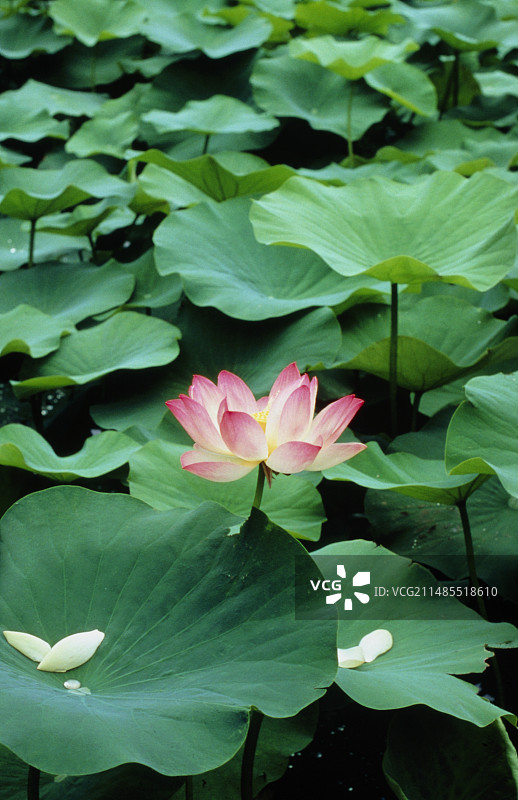 神圣莲花的鲜花和叶子图片素材