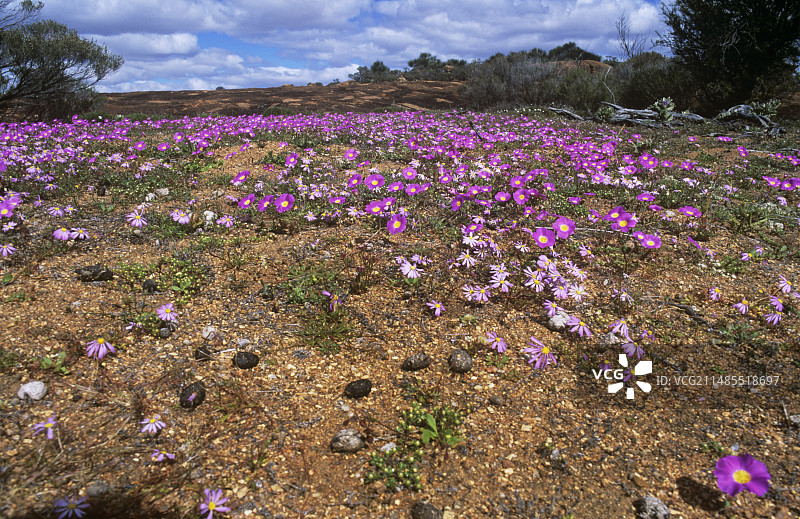 沙漠之花图片素材