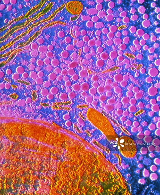 人脑垂体前叶细胞TEM照片图片素材
