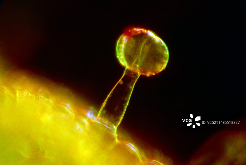 番茄叶上的腺毛图片素材