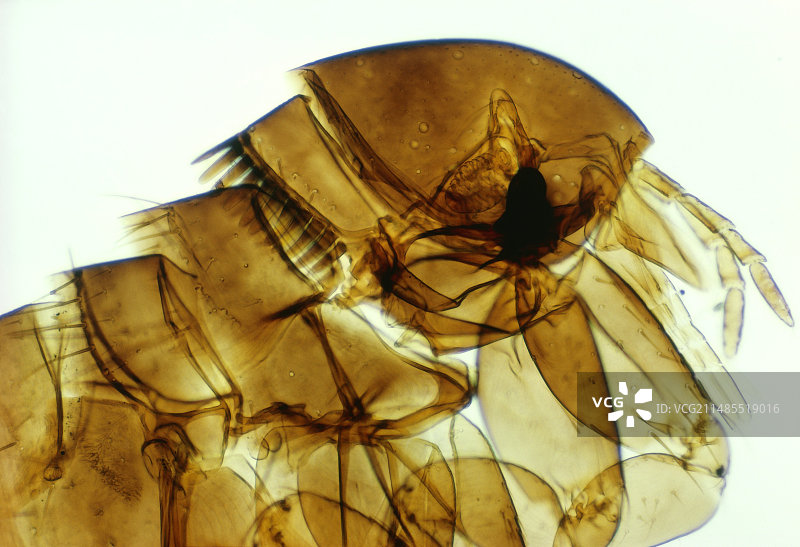 鸟蚤的光学显微镜图像图片素材