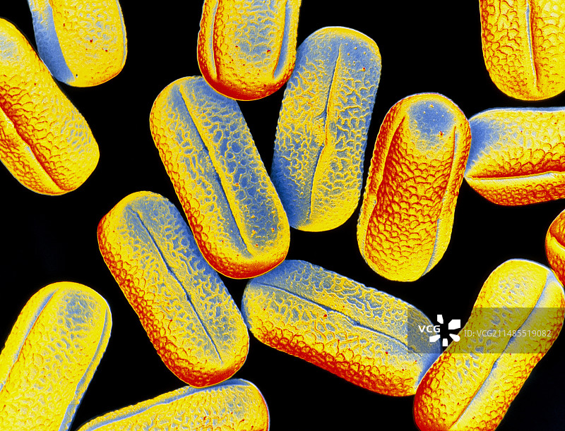 豌豆花的花粉粒图片素材