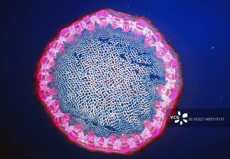 菊芋茎的LM显微图像图片素材