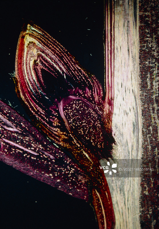 通过腋芽的切片的LM图片素材