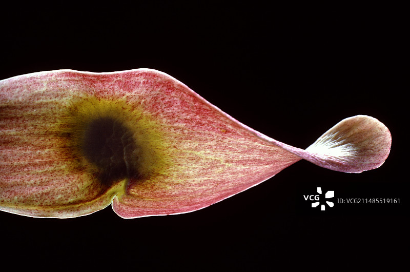 臭椿树的带翅种子图片素材