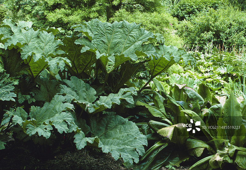 大王大黄图片素材