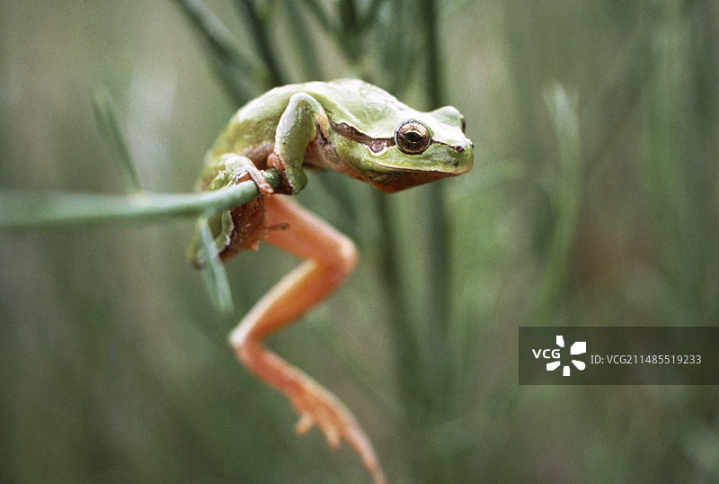 欧洲树蛙图片素材