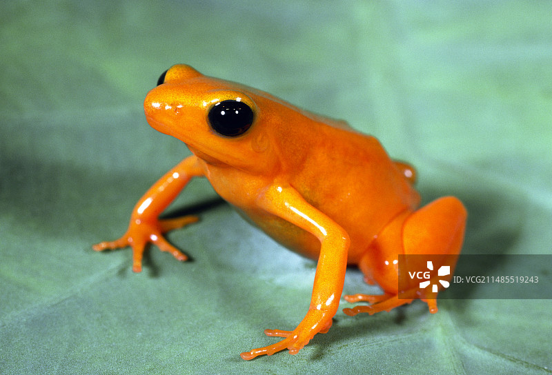 马达加斯加金色青蛙图片素材