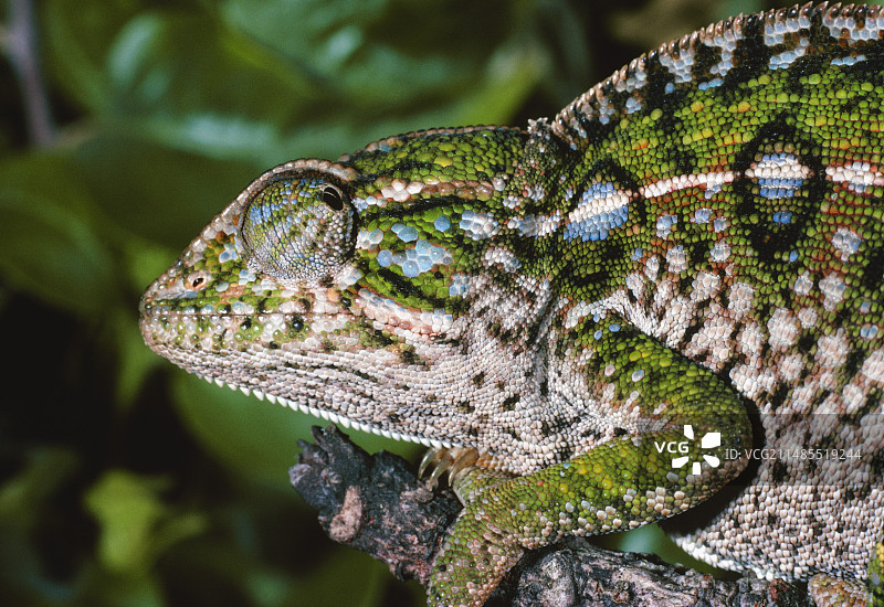 变色龙图片素材