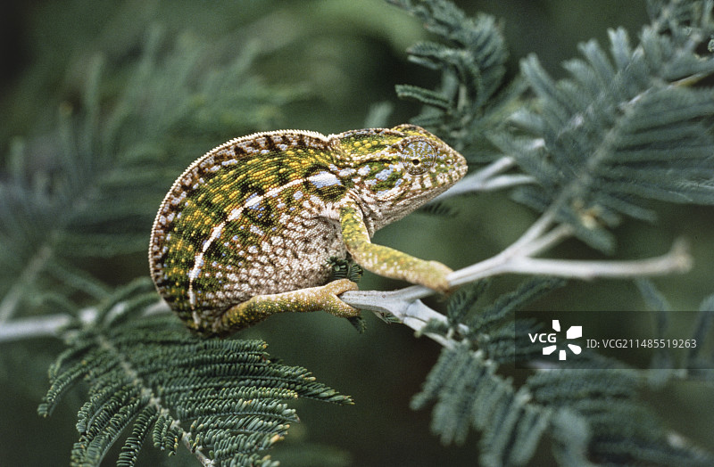 变色龙图片素材