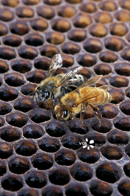非洲化蜜蜂和欧洲蜜蜂图片素材
