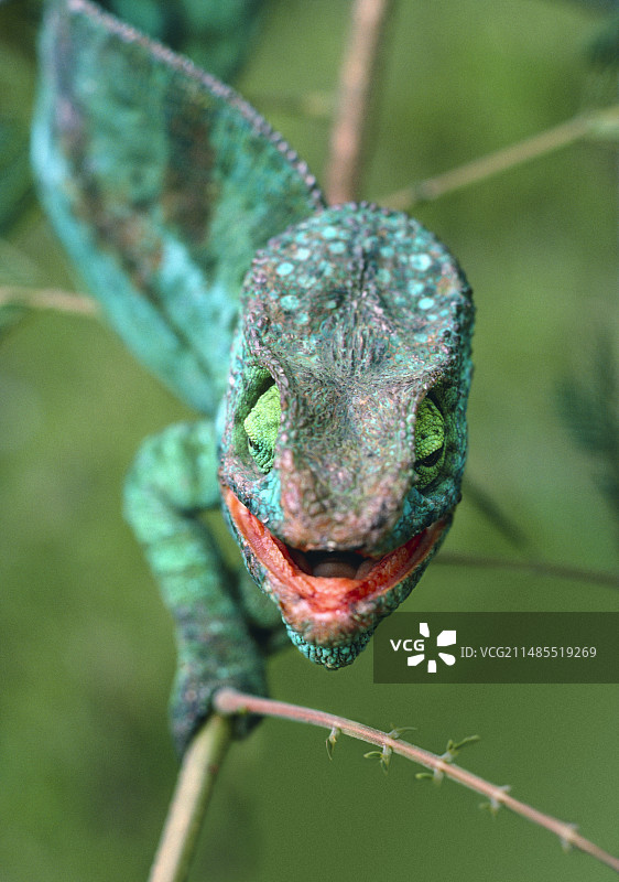 帕森氏变色龙图片素材