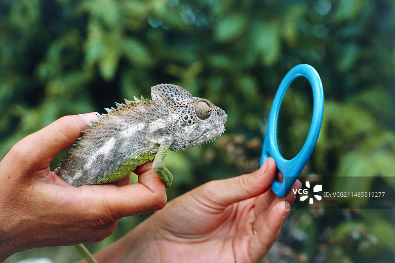 变色龙在镜子中看到自己的倒影图片素材