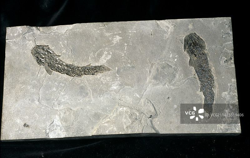 原始鱼化石图片素材
