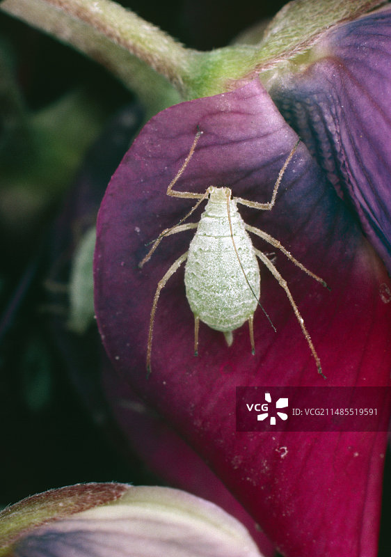 花瓣上的羽扇豆蚜虫，Macrosiphon albifrons图片素材