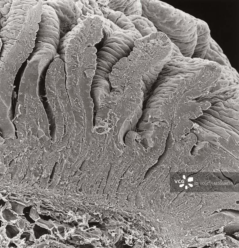 肠绒毛横截面扫描电镜照片图片素材