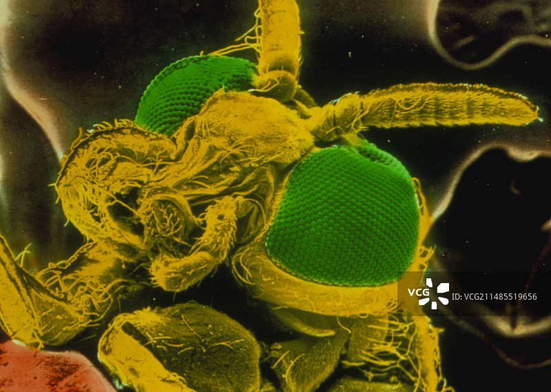 黑蝇头部的扫描电镜图，Simuliidae科图片素材