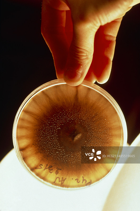 含有不明酵母菌的培养皿图片素材