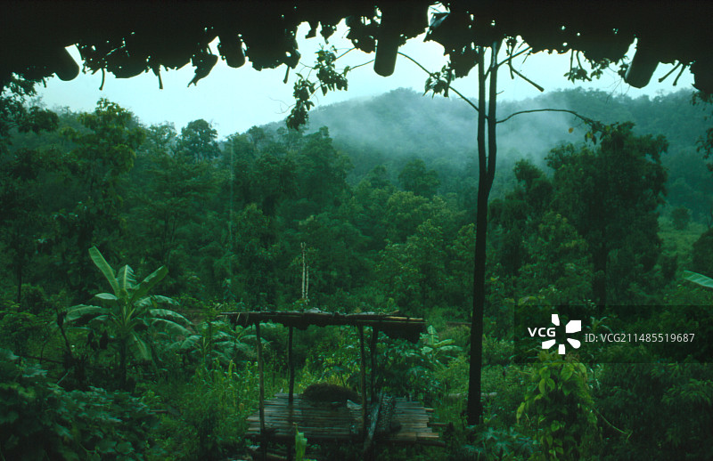 泰国热带雨林图片素材