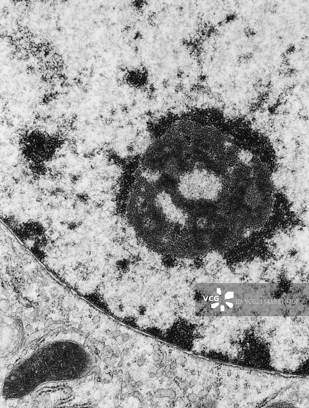 细胞核内细胞核仁的透射电镜图片素材