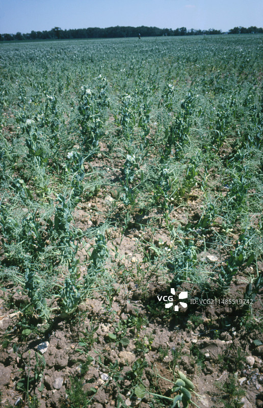 豌豆田图片素材