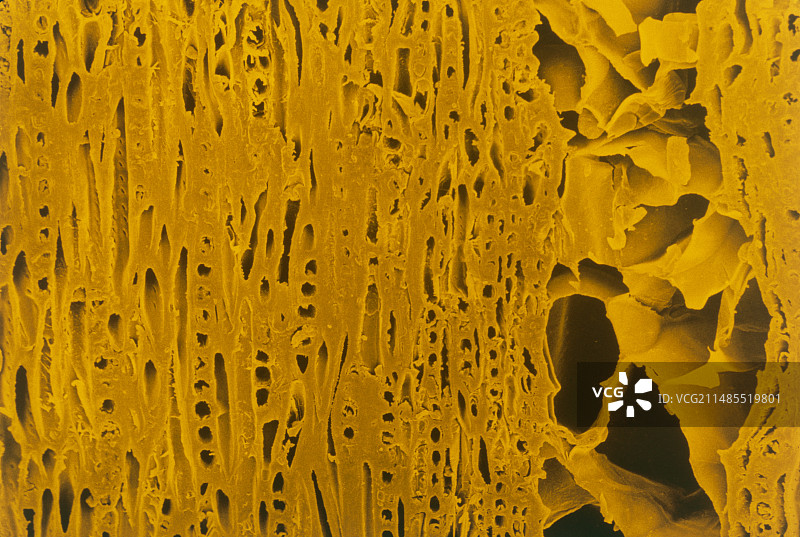 欧洲栎木材扫描电子显微镜着色图图片素材