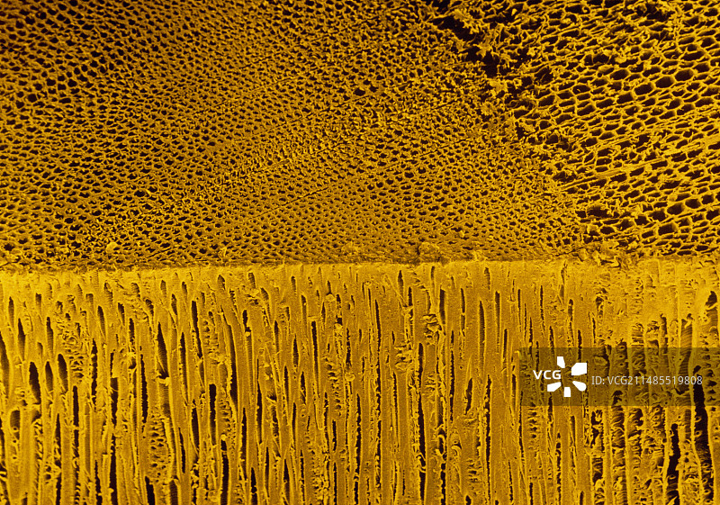 欧洲赤松木材的晕影扫描电镜图图片素材