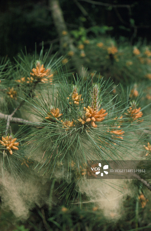 雄松球散播花粉图片素材