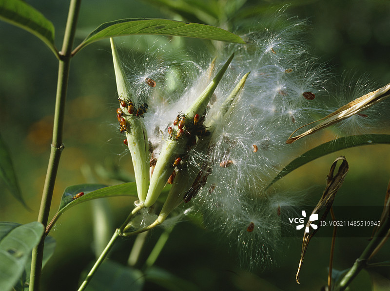以成熟豆荚为食的马利筋虫图片素材